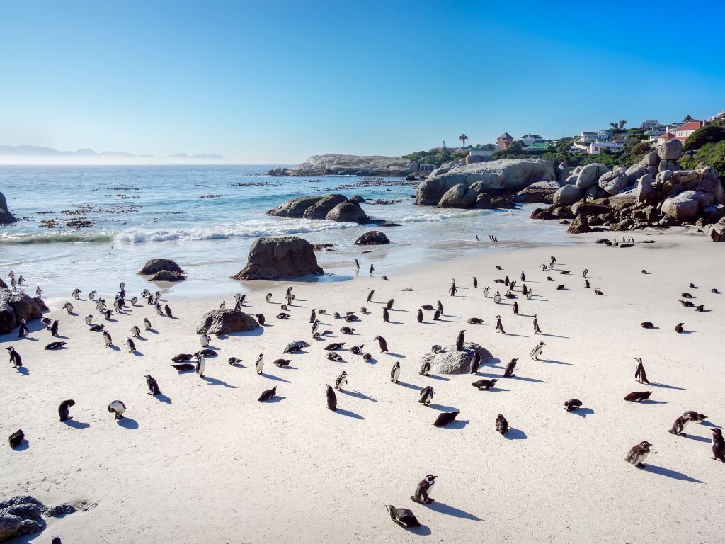 Cape Town Holidays 2024/2025 South Africa Virgin Atlantic Holidays